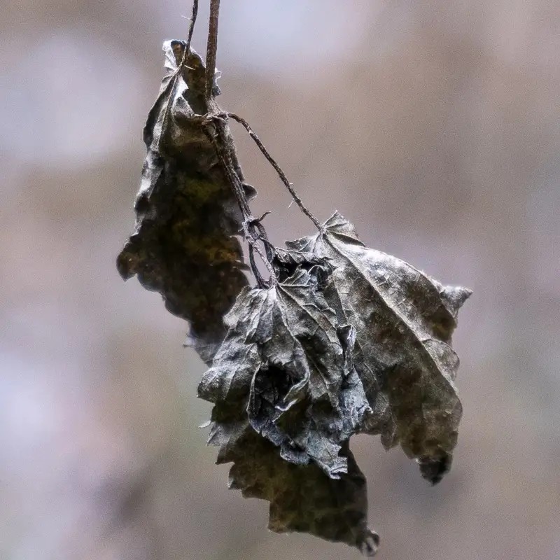 Brennnessel im Jänner